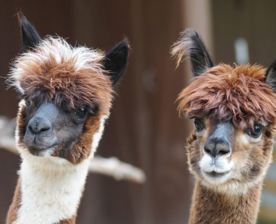 white and brown alpacas