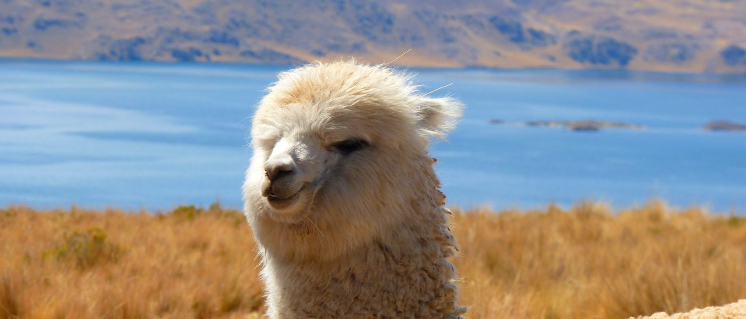 fluffy alpaca with lake background