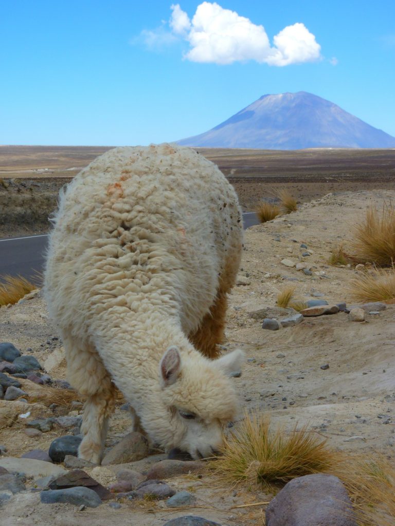 photo of cream alpaca eating by the roadside with mountain and blue sky in background