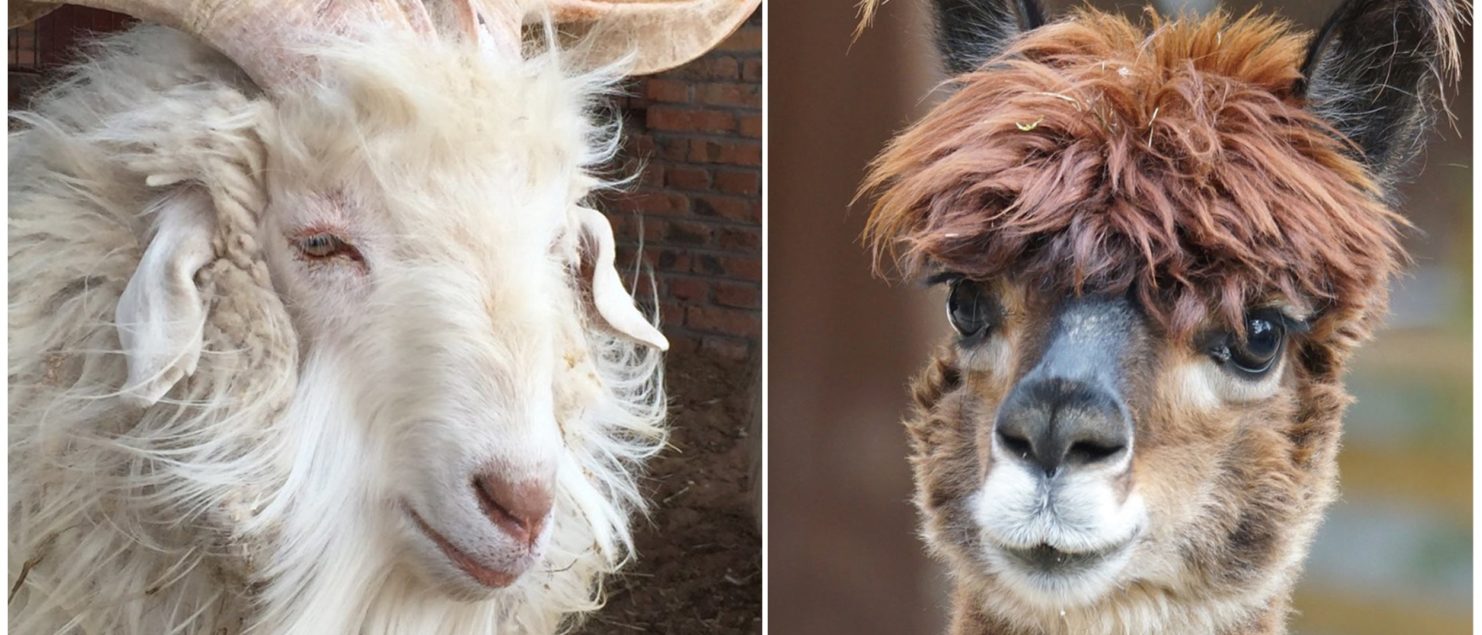 side by side photos of a goat and a alpaca face