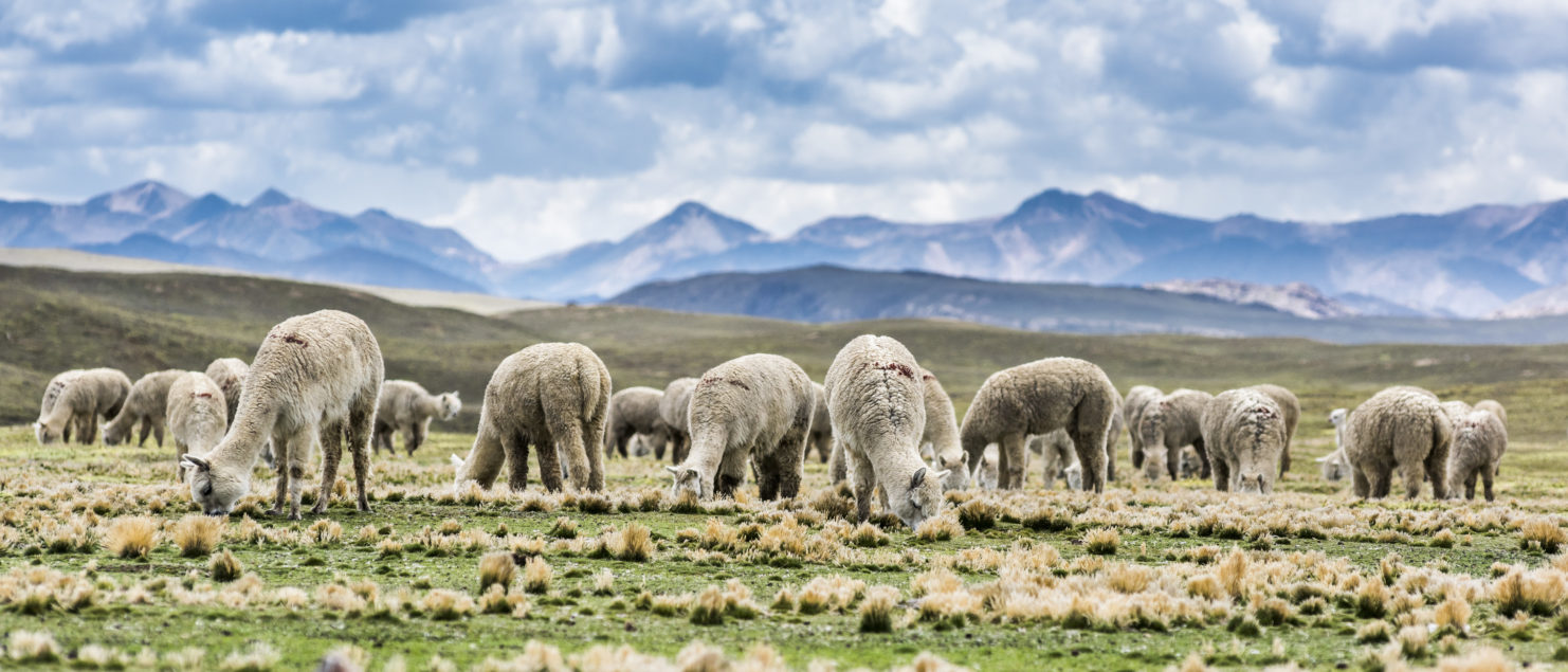 photograph of alpaca herd feeding in green mountain field