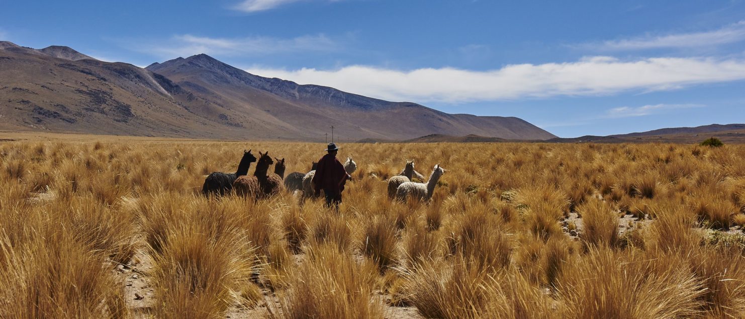 photo of man and heard of alpacas in grass land with mountains and blue sky in background