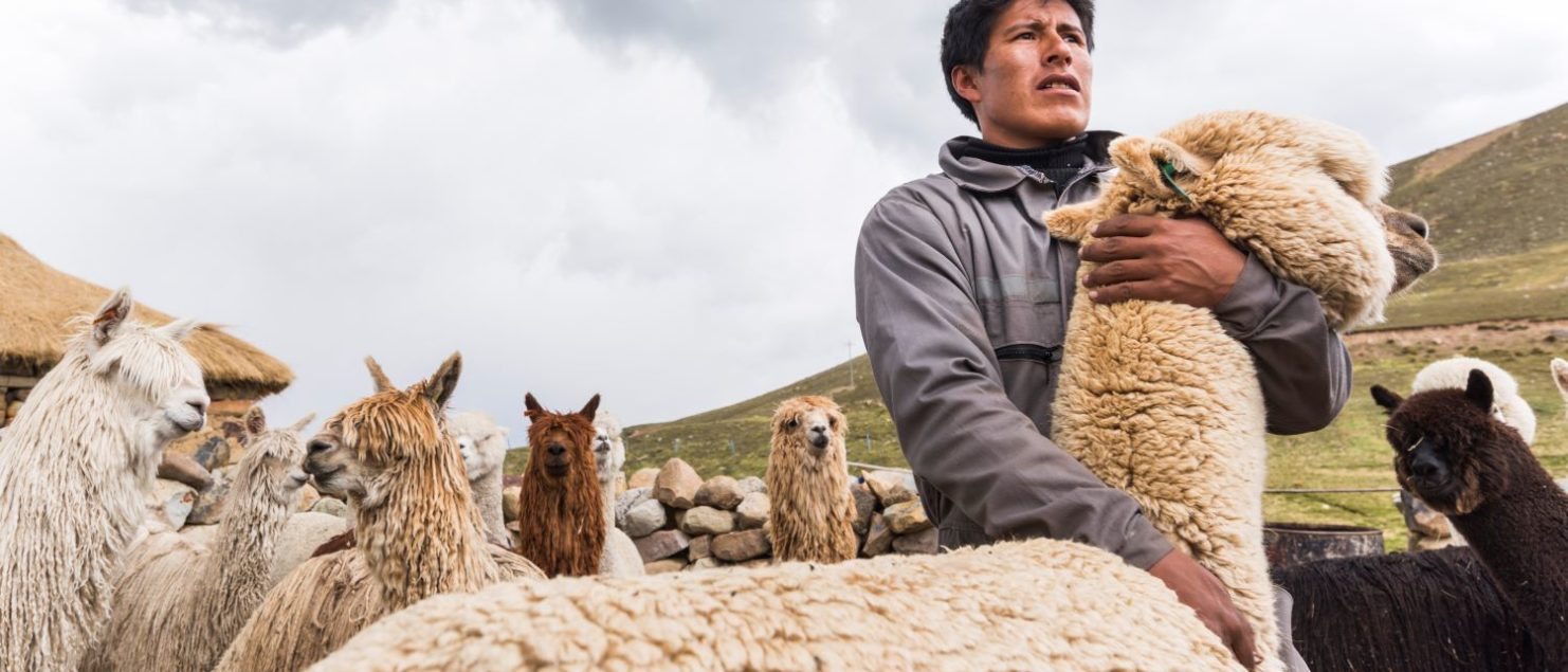 man hugging white alpaca in the foreground with herd and green hills behind him