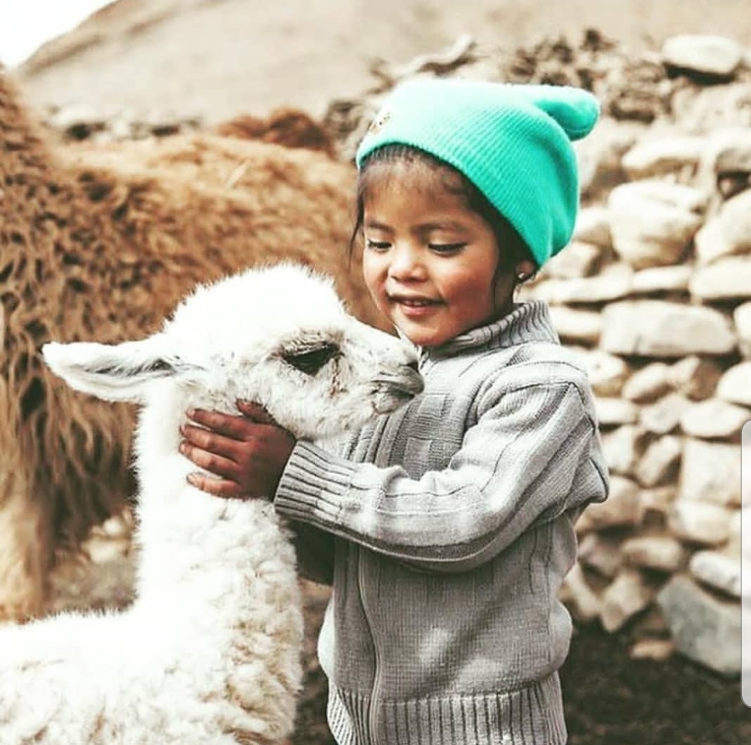 TUWI FAQ: Is Baby Alpaca Wool Vegan Friendly?