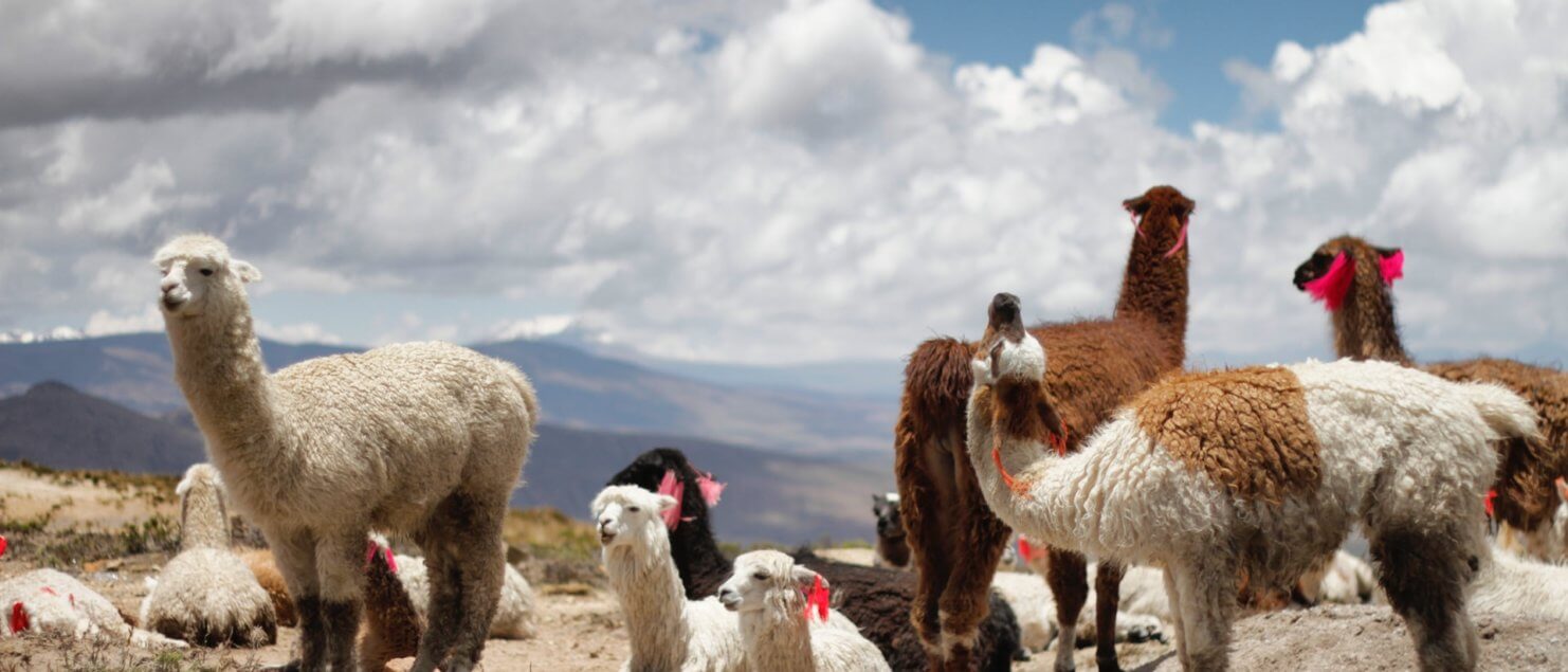 Alpacas standing on a hill in Peru