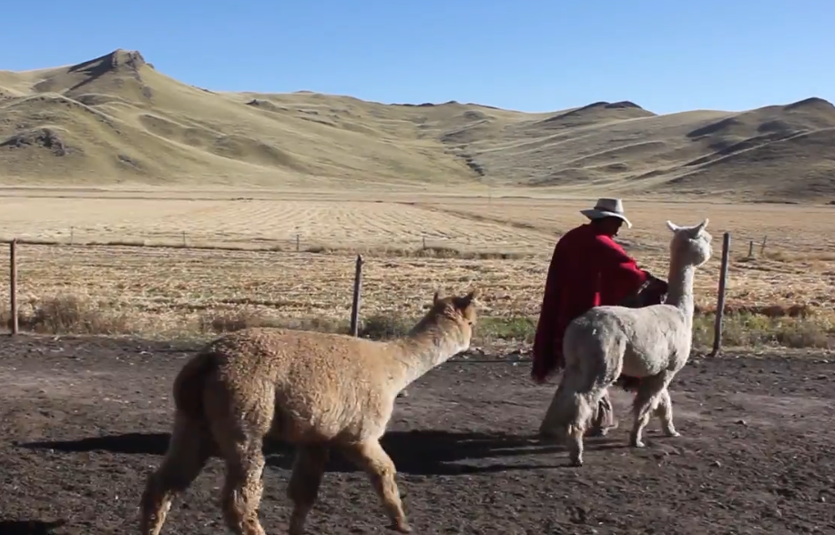 Alpaca producer walking with two alpacas in the Peruvian mountains